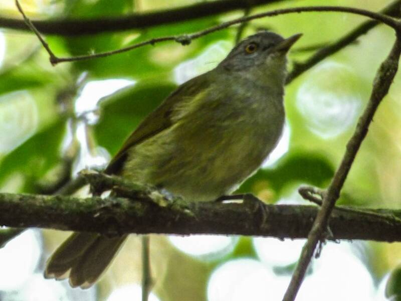 Bulbul de Usambara, Fotos 2