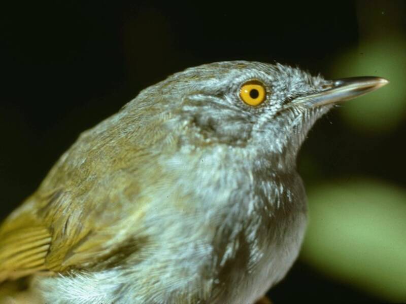 Bulbul de Usambara