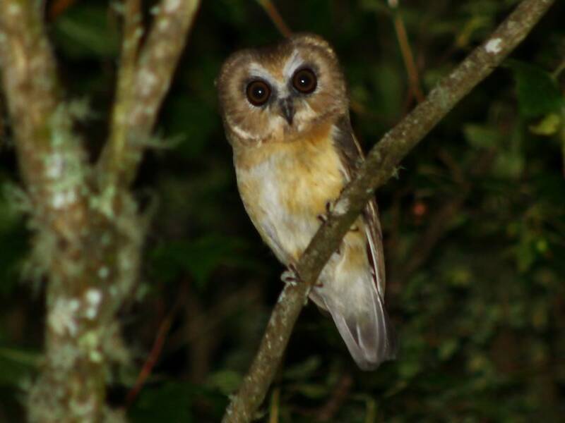Unspotted Saw-whet Owl, Photos 4