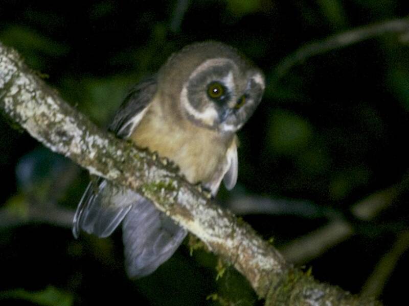 Unspotted Saw-whet Owl, Photos 2