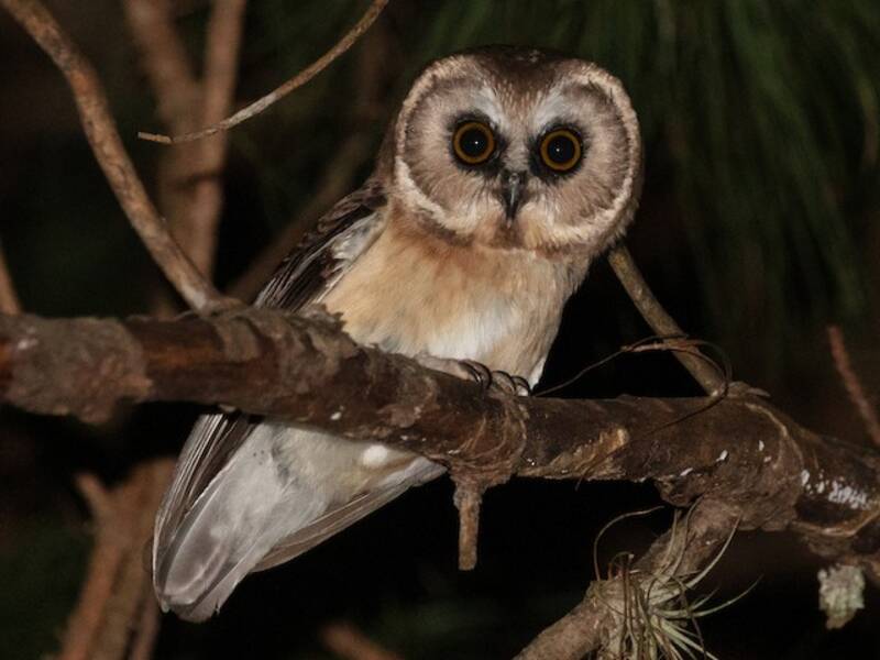 Unspotted Saw-whet Owl, Photos 3