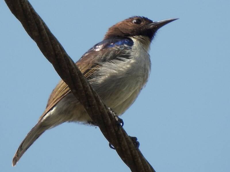 Uluguru Violet-backed Sunbird, Photos 2