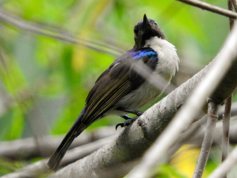 Uluguru Violet-backed Sunbird, Photos 1