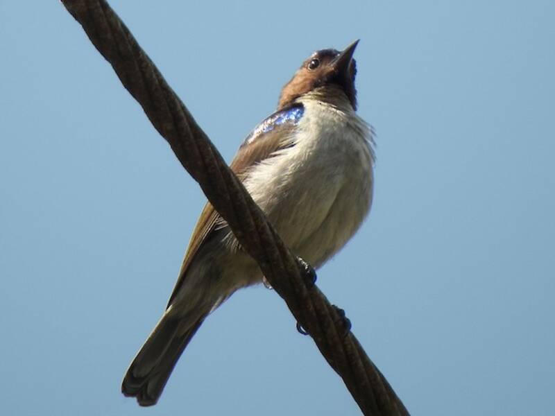 Uluguru Violet-backed Sunbird, Photos 4