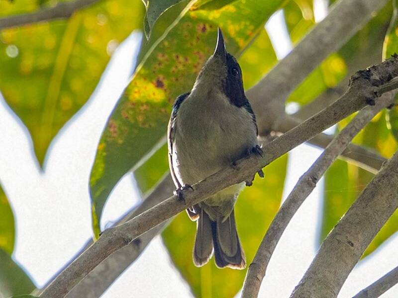 Uluguru Violet-backed Sunbird, Photos 3