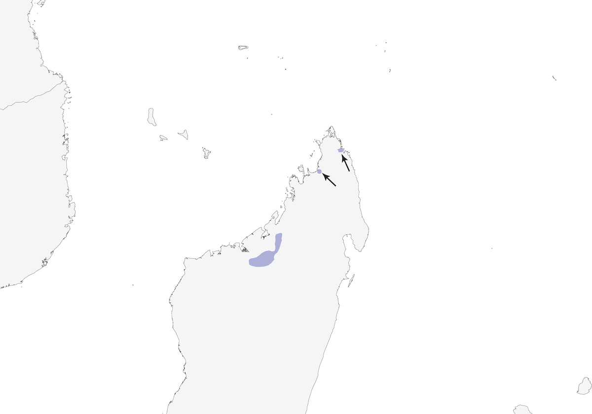Vanga de Van Dam, Distribución 1