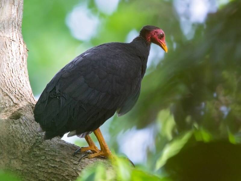 Megapode di Vanuatu, Foto 3