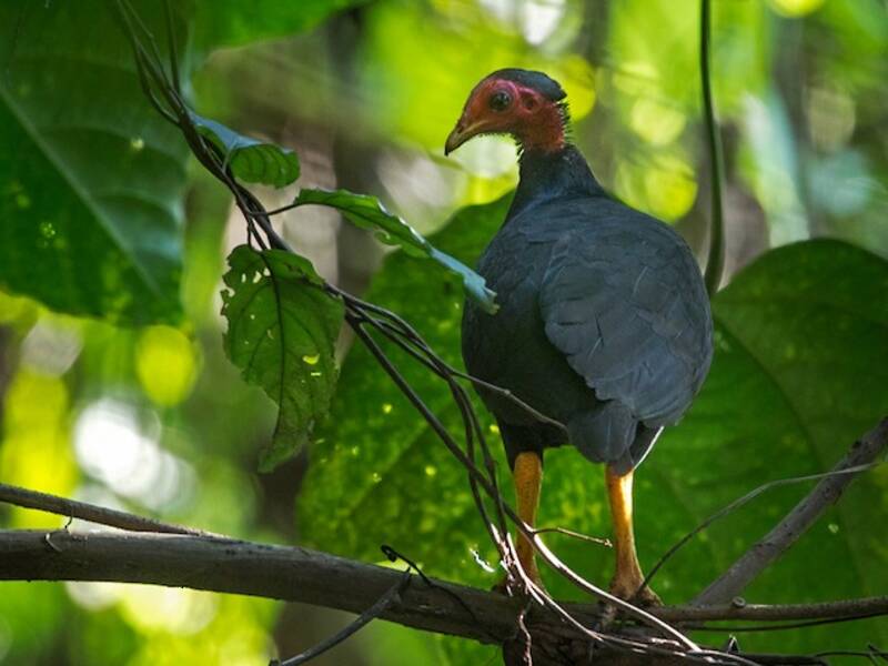 Megapode di Vanuatu, Foto 4