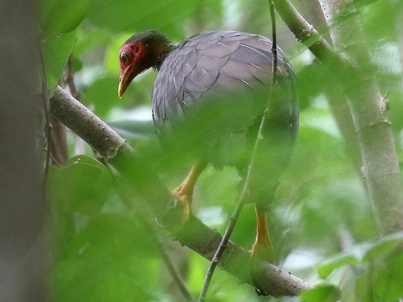 Megapode di Vanuatu, Foto 2