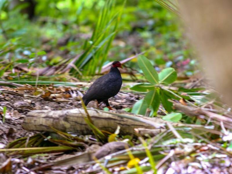 Megapode di Vanuatu