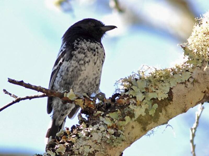 Variable Antshrike, Photos 2