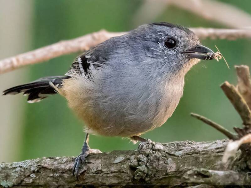 Variable Antshrike, Photos 3