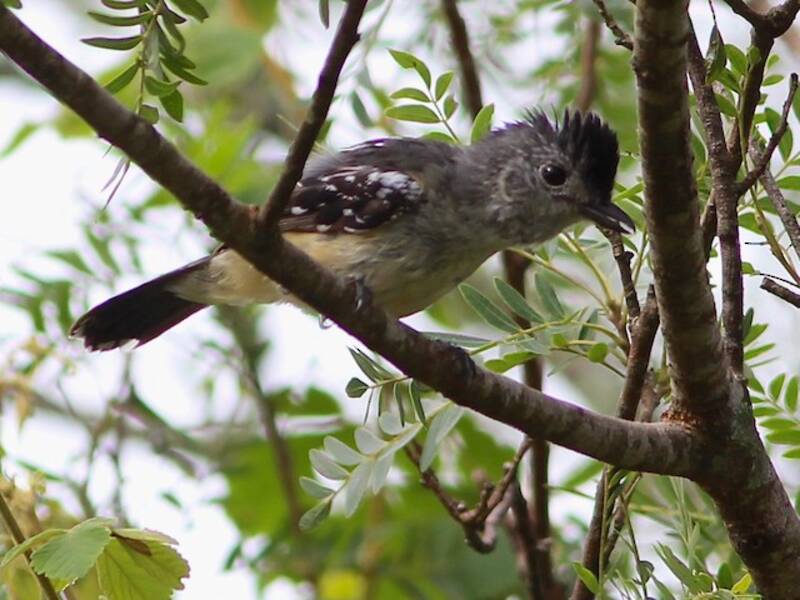 Variable Antshrike (Thamnophilus caerulescens)