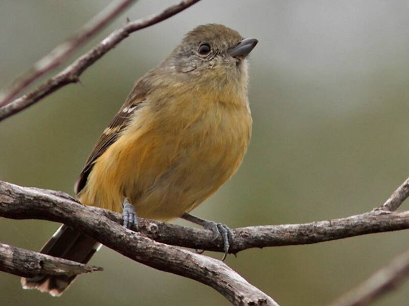 Variable Antshrike, Photos 4