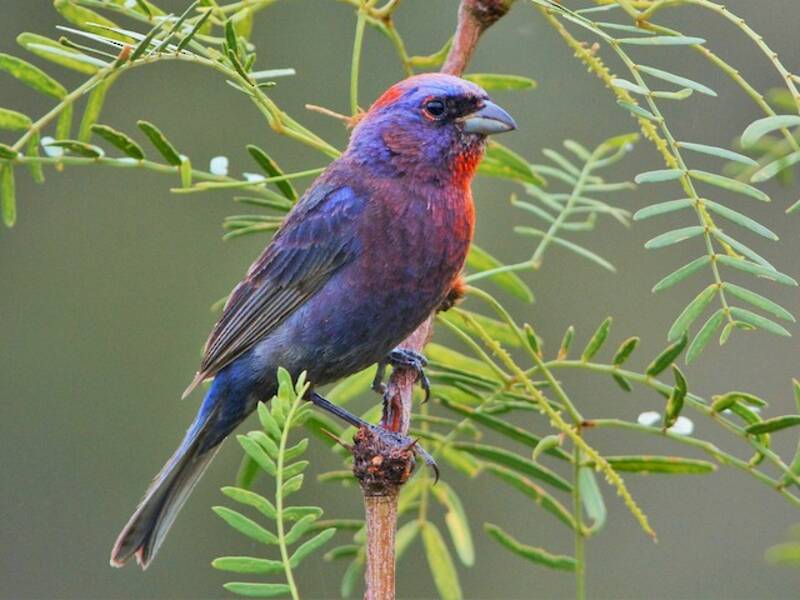 Varied Bunting, 照片 2
