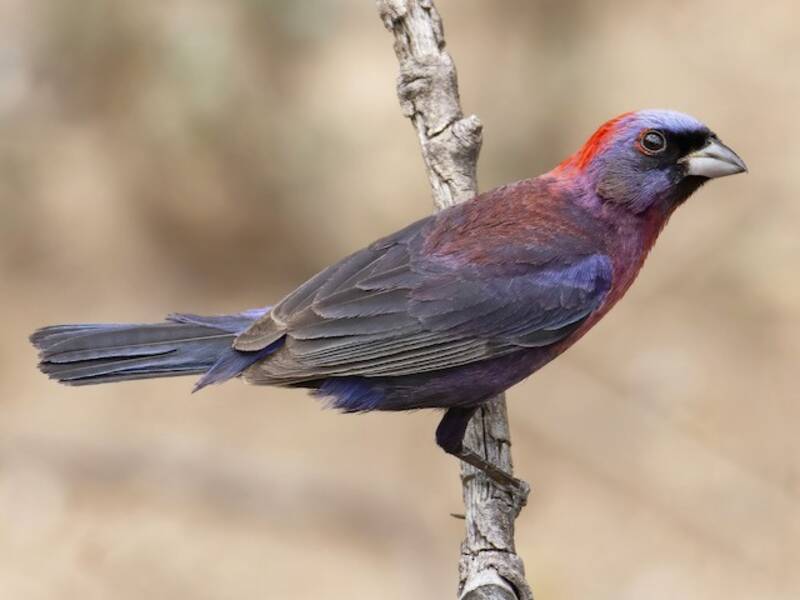 Varied Bunting, 照片 4