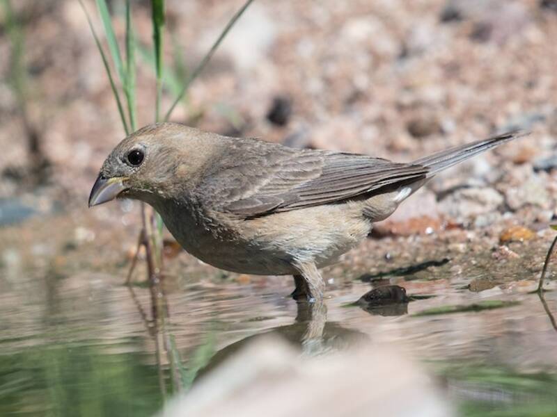 Varied Bunting