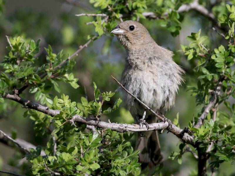 Varied Bunting, 照片 3