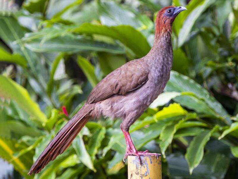 Variable Chachalaca, Fotos 3