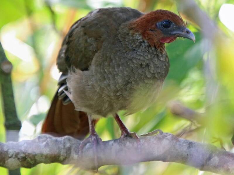 Variable Chachalaca