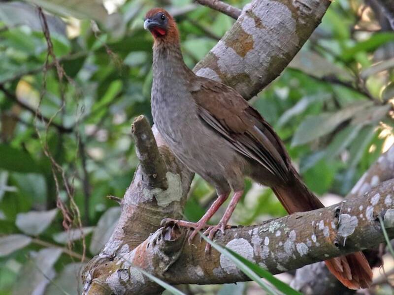 Variable Chachalaca, Fotos 2