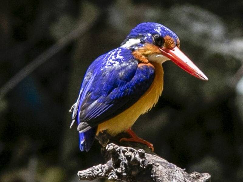 Dimorphic Dwarf-Kingfisher, Photos 3