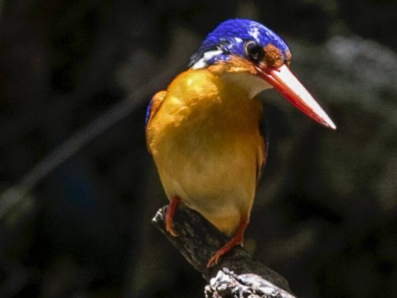 Martin pescatore nano dimorfico