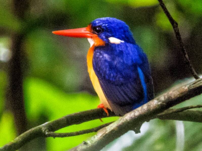 Dimorphic Dwarf-Kingfisher, Photos 2