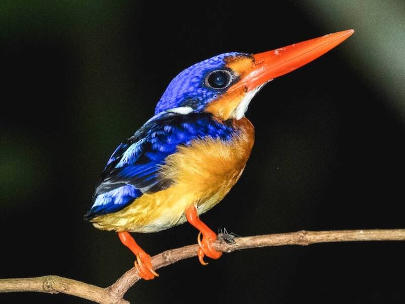 Dimorphic Dwarf-Kingfisher, Photos 4