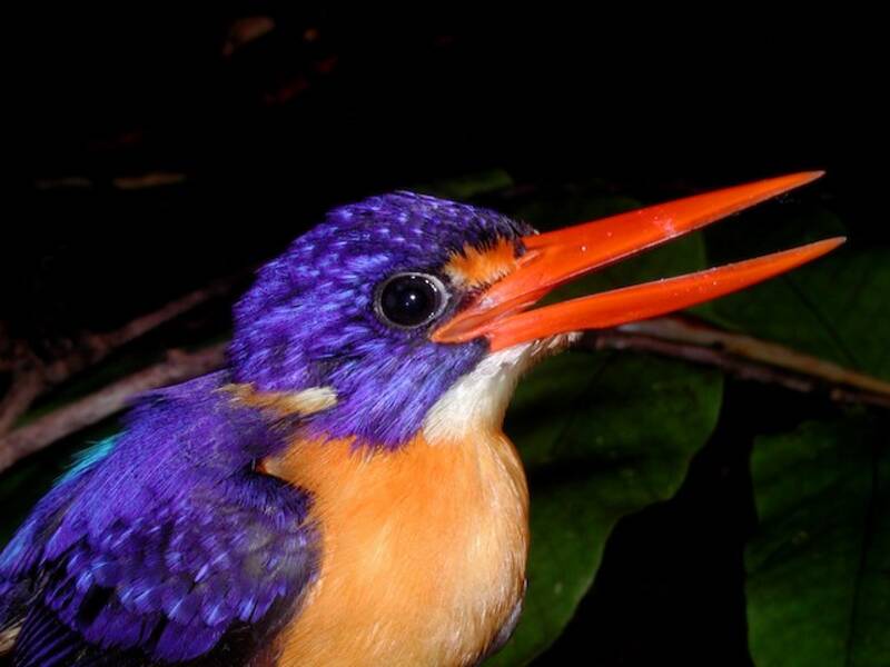 Neugeorgischer Zwerg-Eisvogel, Fotos 2
