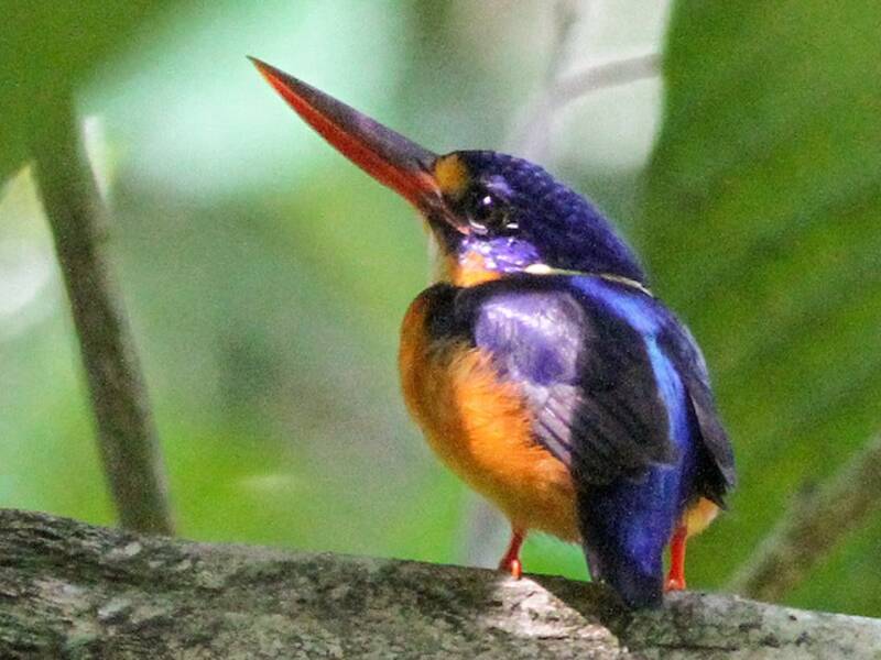 New Britain Dwarf-Kingfisher, 照片 3