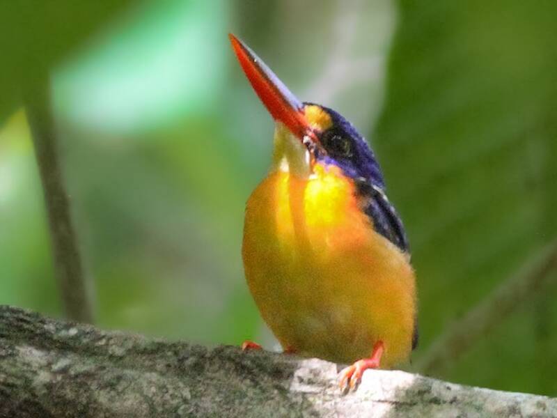 New Britain Dwarf-Kingfisher, 照片 4