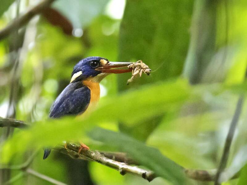 New Britain Dwarf-Kingfisher