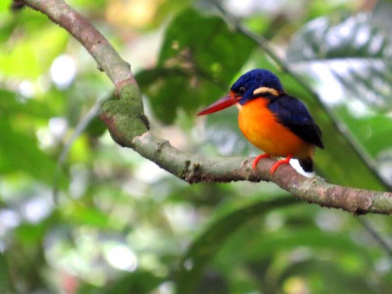 New Britain Dwarf-Kingfisher, 照片 2