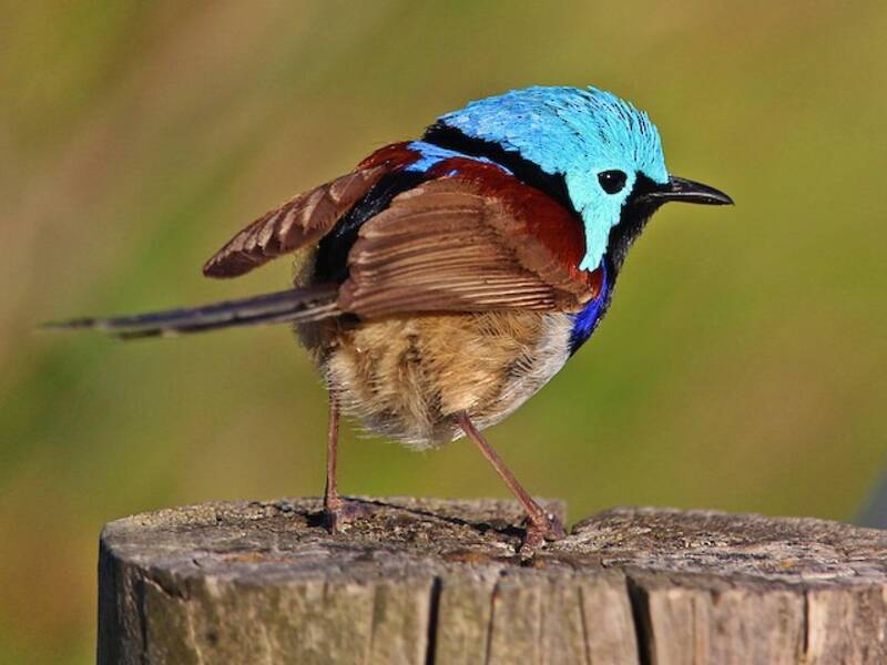 Variegated Fairywren (Malurus lamberti)