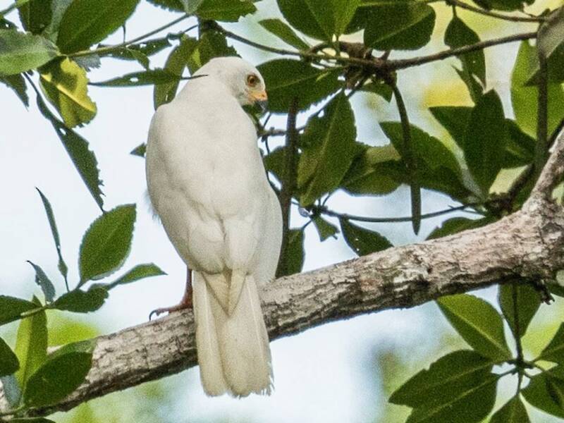 Variable Goshawk