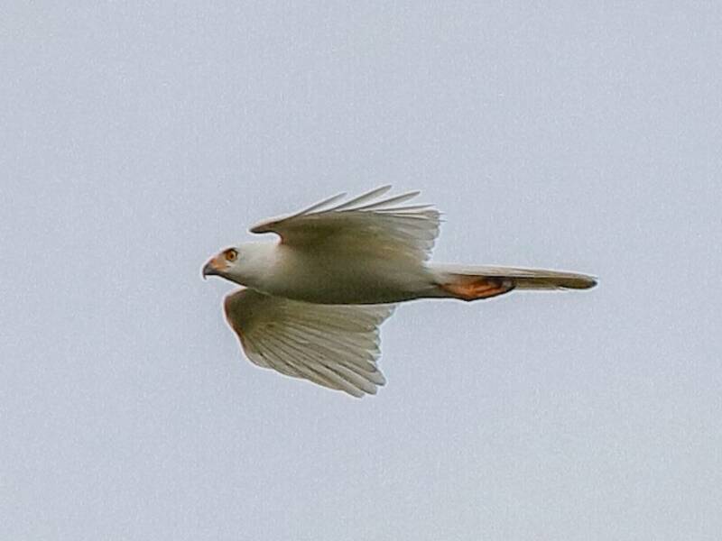 Autour variable, Photos 3