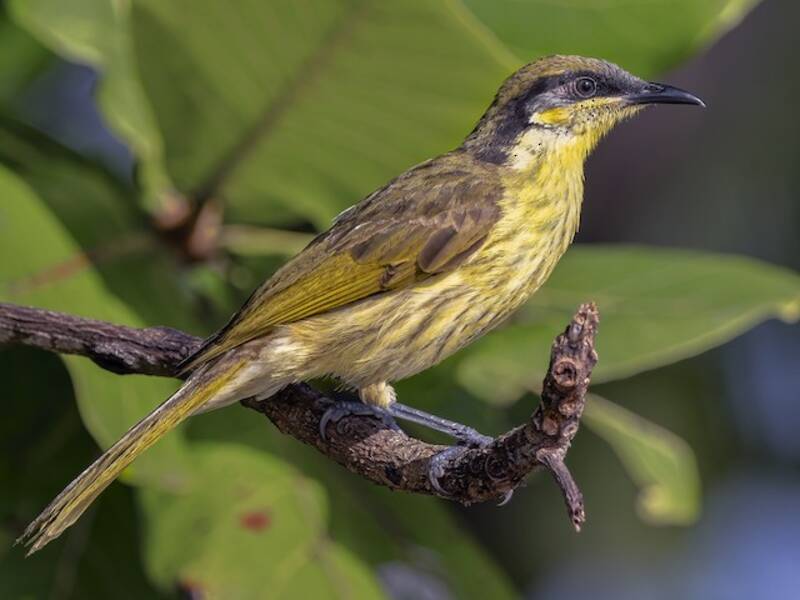 Varied Honeyeater, 照片 3