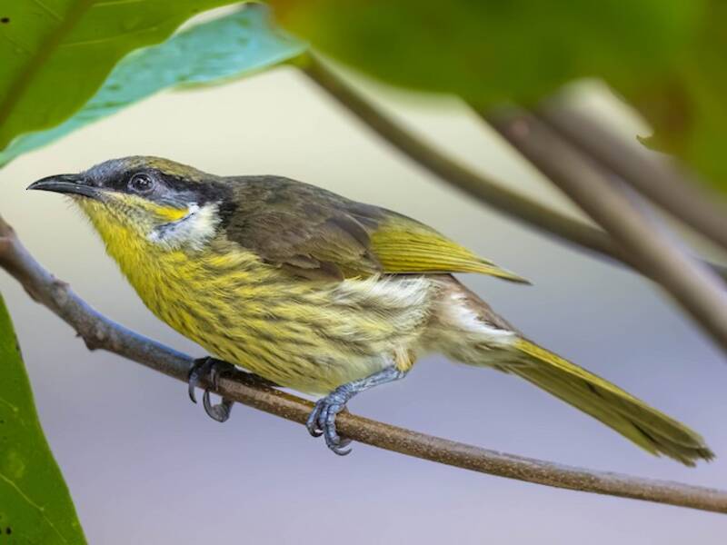 Varied Honeyeater, 照片 2
