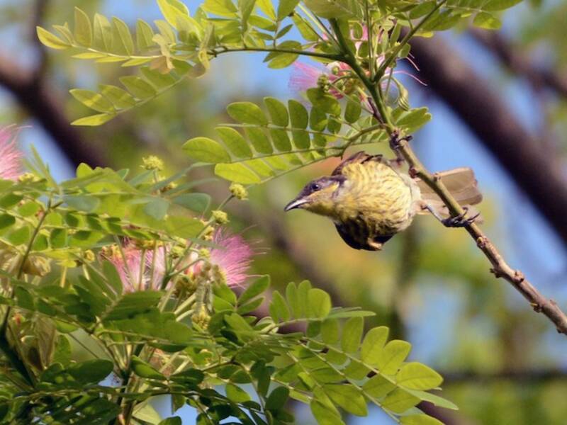 Varied Honeyeater, 照片 4