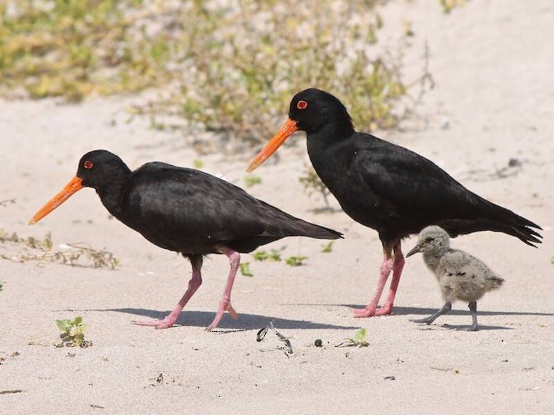 Variable Oystercatcher (Haematopus unicolor)