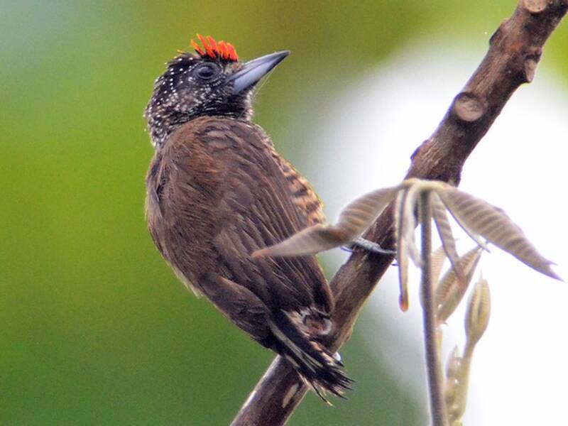 Varzea Piculet, 照片 2