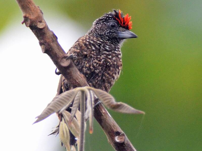 Varzea Piculet