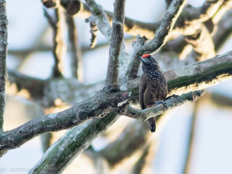 Varzea Piculet, 照片 3