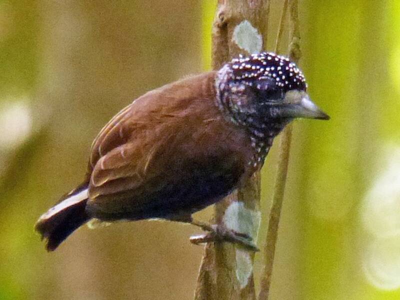 Varzea Piculet, 照片 4