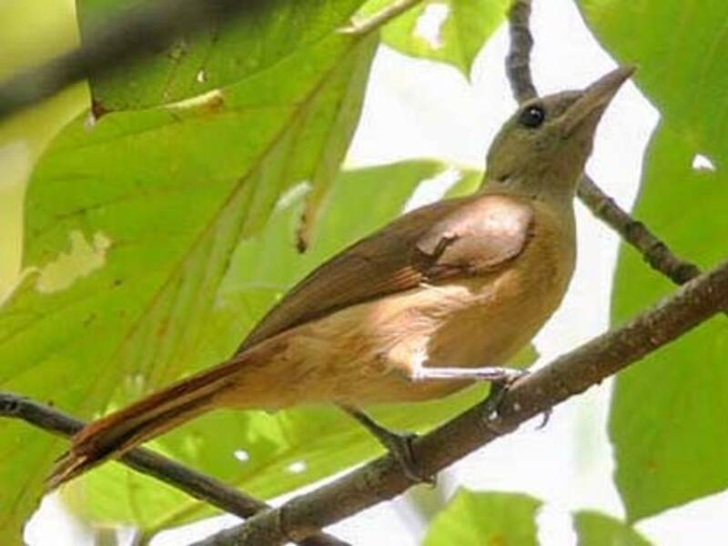 Northern Variable Pitohui, Photos 3