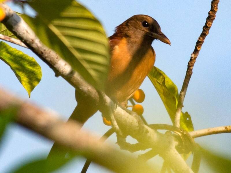 Northern Variable Pitohui, Photos 2
