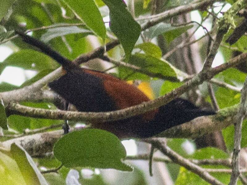 Pitohui variabile meridionale, Foto 3