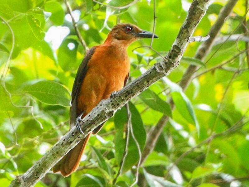 Pitohui variabile meridionale