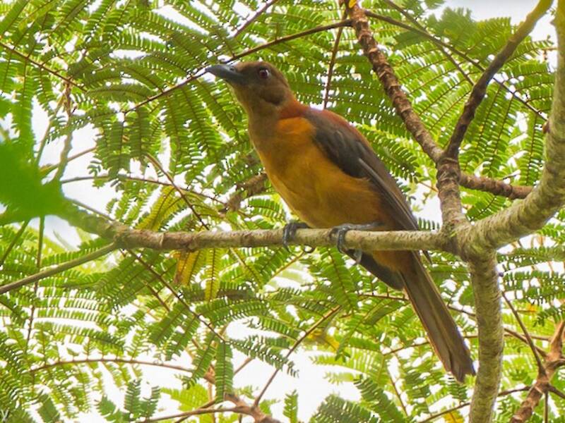 Pitohui variabile meridionale, Foto 2